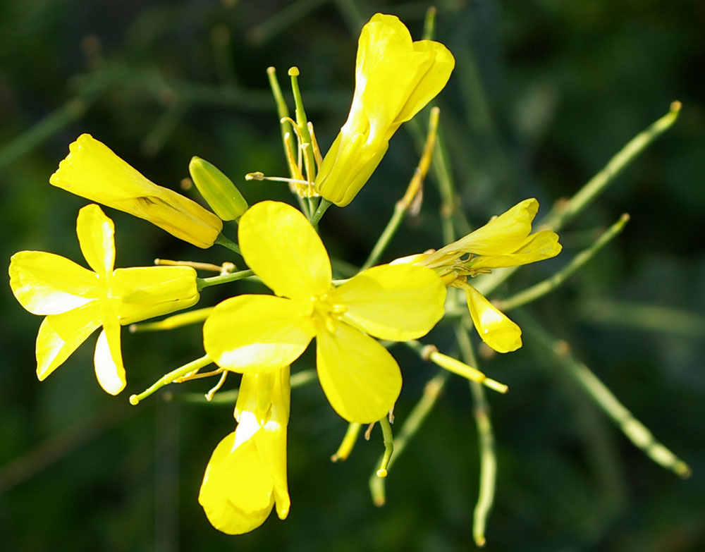 Brassica montana (=B. oleracea ssp. robertiana) / Cavolo selvatico